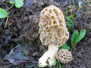 Картинка природа грибы гриб