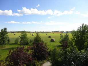 Картинка природа поля поле кусты деревья стога