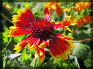 Картинка цветы гайлардии гелениумы красный