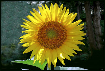 Картинка цветы подсолнухи подсолнух