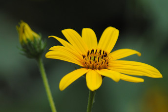 Картинка цветы рудбекия