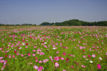 Картинка цветы космея
