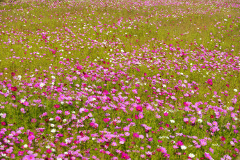 Картинка цветы космея