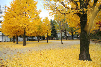 Картинка природа деревья осень