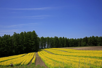 Картинка природа поля небо деревья