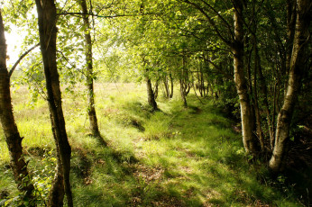 Картинка дания обенро природа лес тропинка