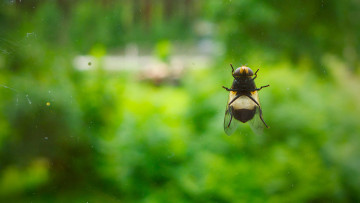 Картинка животные насекомые муха