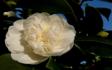 Картинка цветы камелии лепестки