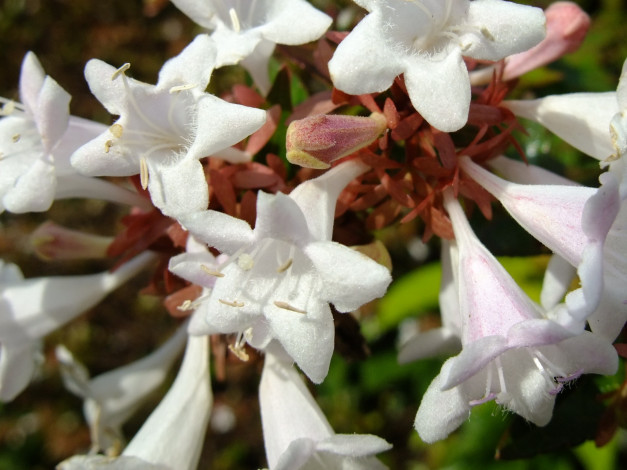 Обои картинки фото цветы, цвеы