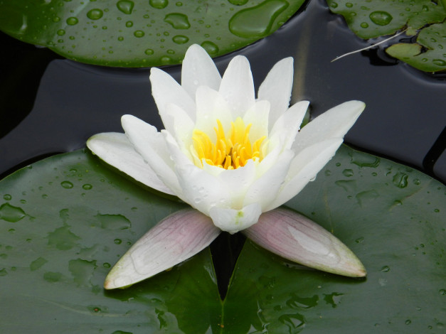 Обои картинки фото цветы, лилии, водяные, нимфеи, кувшинки