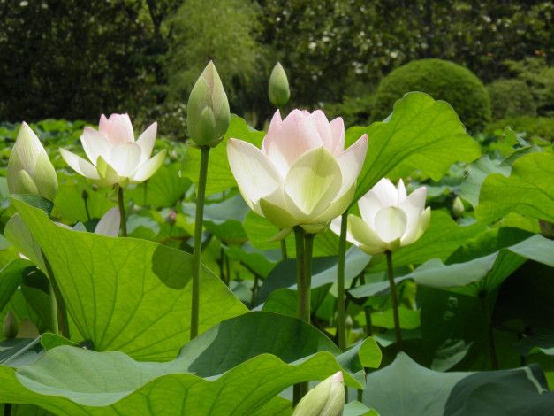 Обои картинки фото цветы, лотосы