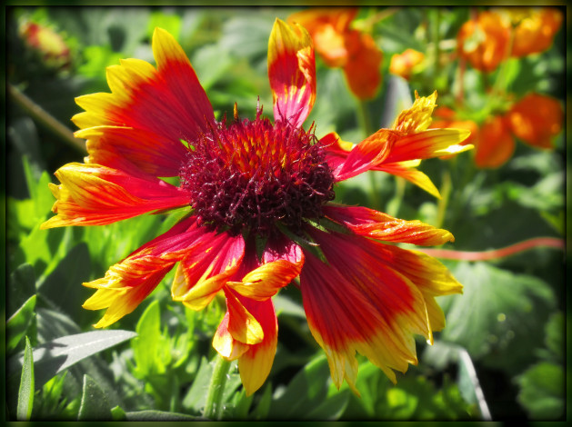 Обои картинки фото цветы, гайлардии, гелениумы, красный