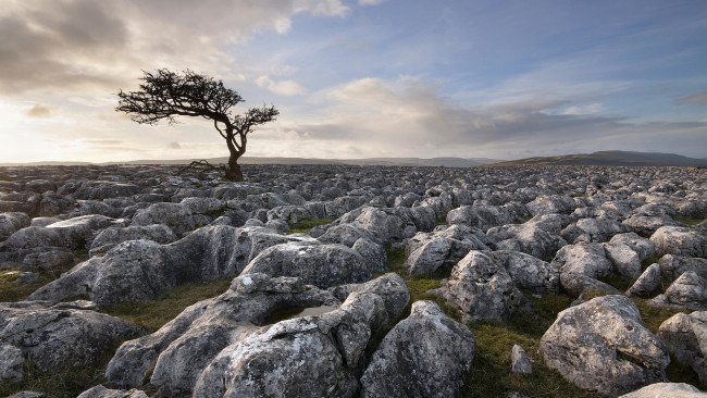 Обои картинки фото природа, деревья, каменистая, пустыня, горизонт, дерево