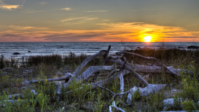 Обои картинки фото природа, восходы, закаты, берег, трава, коряги, закат, море