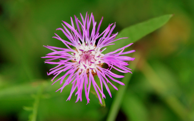 Обои картинки фото цветы, васильки, цветок