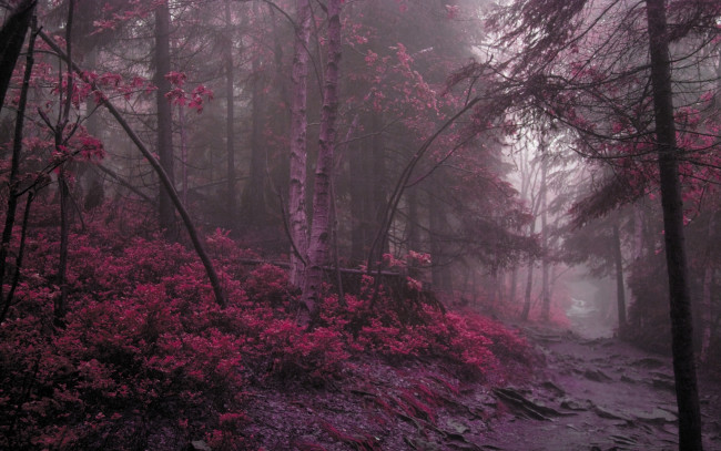 Обои картинки фото природа, лес, сиреневый, дорога, утро