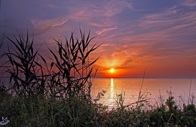 Обои картинки фото природа, восходы, закаты, закат, камыш, озеро