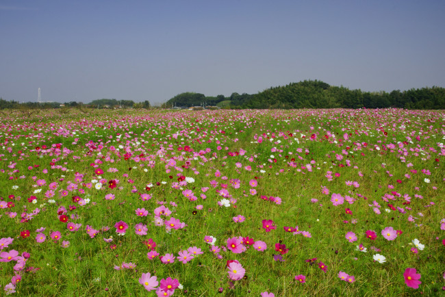 Обои картинки фото цветы, космея