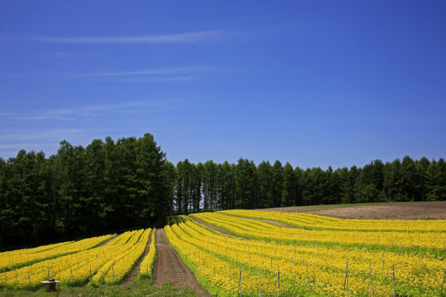 Обои картинки фото природа, поля, небо, деревья