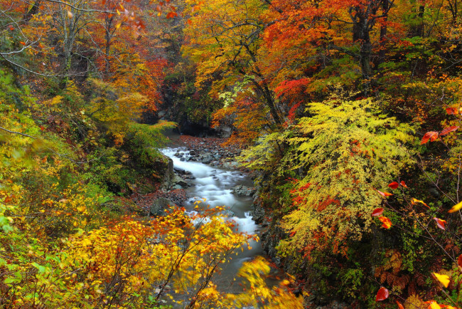 Обои картинки фото природа, реки, озера, лес