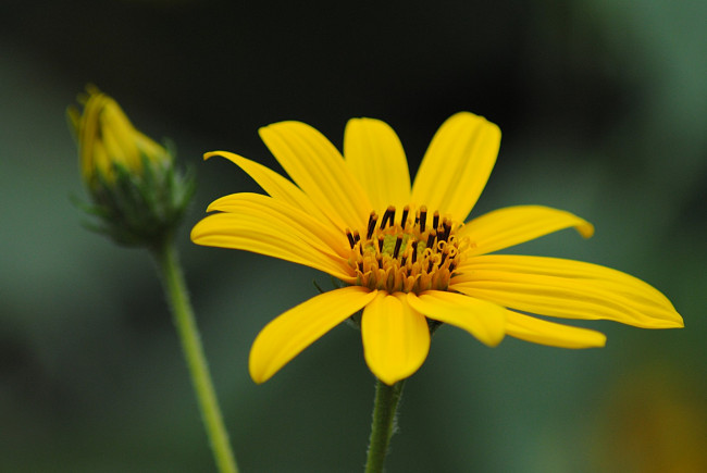 Обои картинки фото цветы, рудбекия