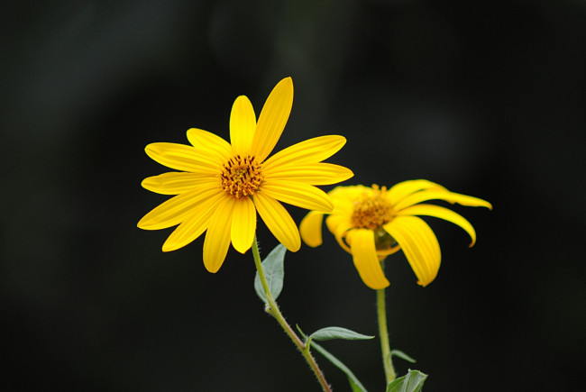 Обои картинки фото цветы, рудбекия