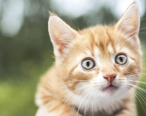 Картинка животные коты рыжий котёнок