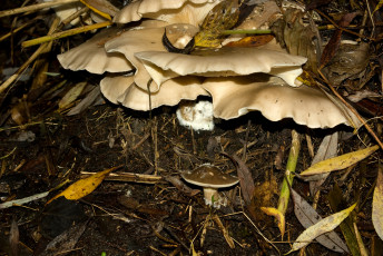 Картинка природа грибы лес