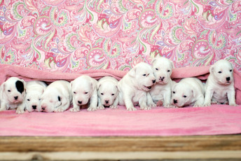 Картинка животные собаки щенки