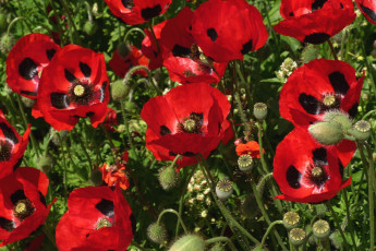 Картинка цветы маки красный