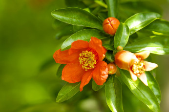 Картинка цветы цветущие деревья кустарники гранат