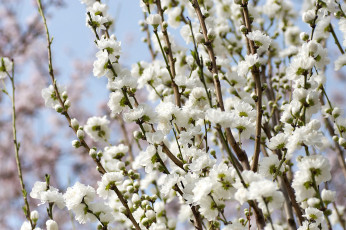 Картинка цветы цветущие деревья кустарники миндаль