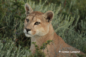 Картинка пума национальный парк torres del paine Чили животные пумы морда кугуар