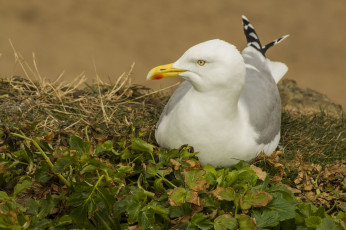 Картинка животные Чайки бакланы крачки чайка птица