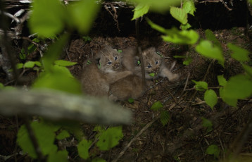 Картинка животные рыси логово малыши