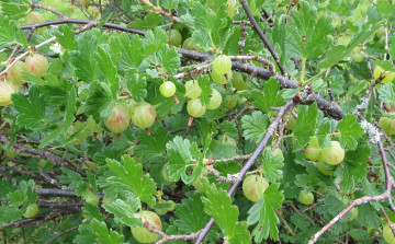 Картинка природа Ягоды ветка листья крыжовник