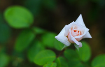 Картинка цветы розы бутон макро