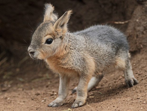 Обои картинки фото животные, мары, малыш, милый