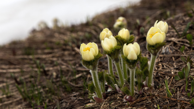 Обои картинки фото цветы, анемоны, адонисы, адонис, весна