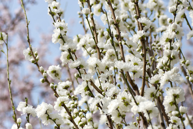 Обои картинки фото цветы, цветущие, деревья, кустарники, миндаль