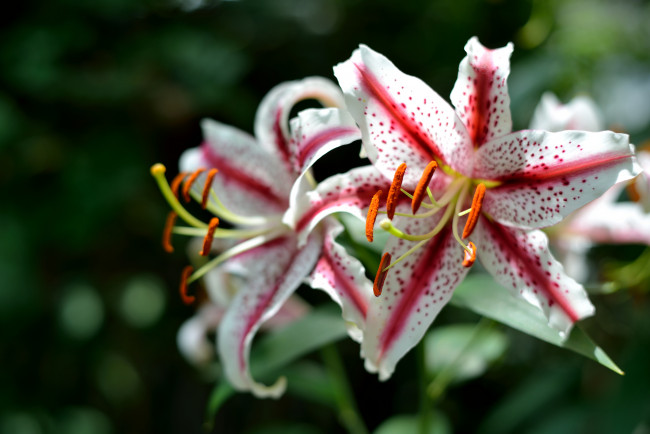 Обои картинки фото цветы, лилии, лилейники, пестрый