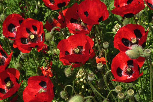 Обои картинки фото цветы, маки, красный
