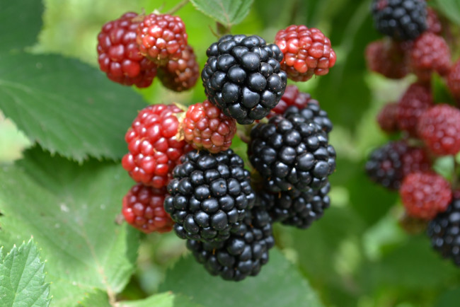 Обои картинки фото природа, Ягоды, куст, ветка, веточка, ежевика, июль, красота, лето, макро, урожай, ягода