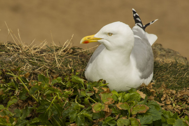 Обои картинки фото животные, Чайки, бакланы, крачки, чайка, птица