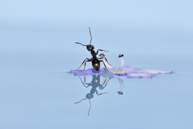 Обои картинки фото животные, насекомые, отражение, макро, вода, цветок, муравей