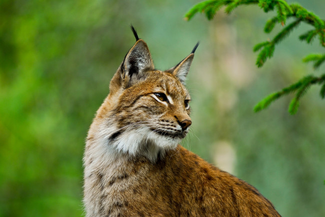 Обои картинки фото животные, рыси, рысь