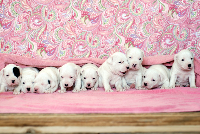 Обои картинки фото животные, собаки, щенки