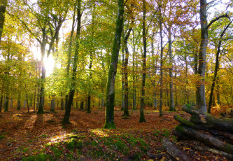 Картинка природа лес деревья