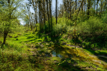 Картинка природа лес деревья