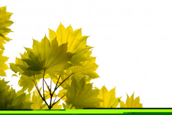 обоя природа, листья, ветка